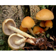 Мицелий Опенка макового / Ложноопенок серопластинчатый (Hypholoma capnoides)